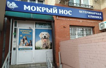 Мокрый нос