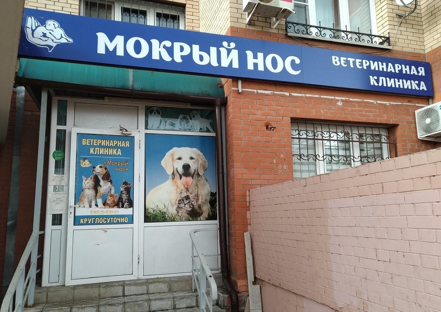 Мокрый нос