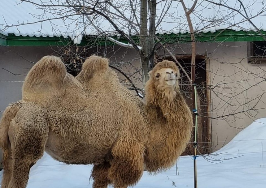 Домашний любимец