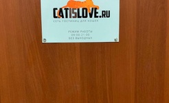 Cat is love