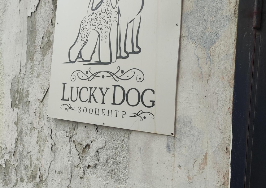 Lucky dog