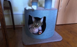 Cat`s house